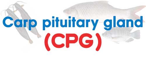 CPG